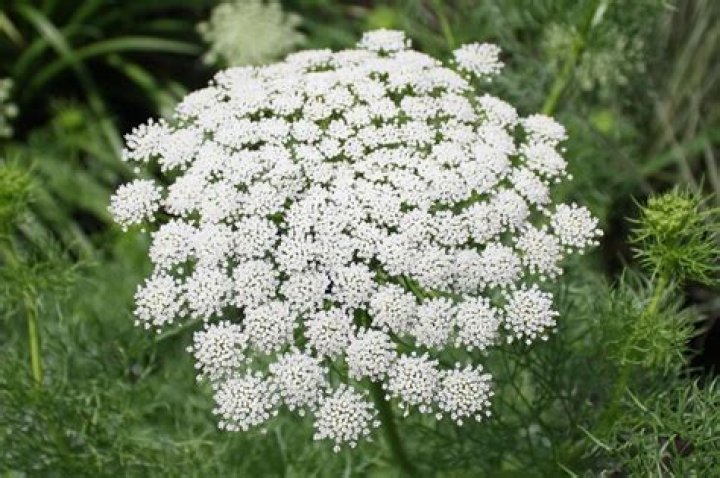 What is white queens name?