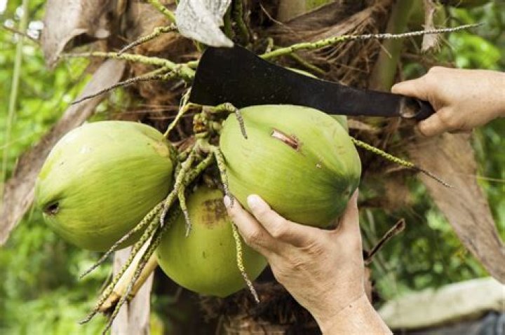 What were the coconuts in Moana?