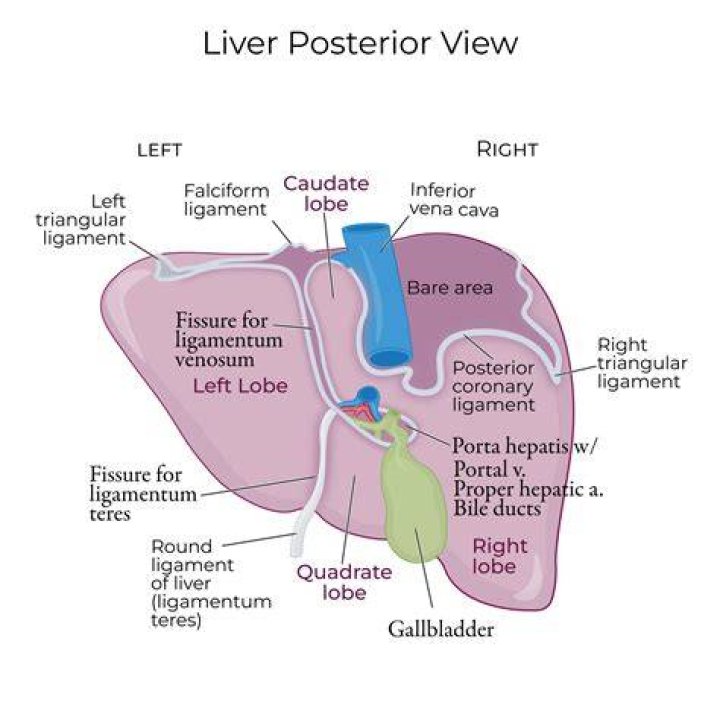 Where did the term liver lips come from?